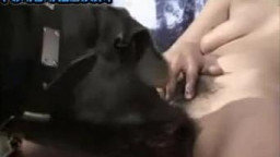 Собака делает классное куни сиськатой девице